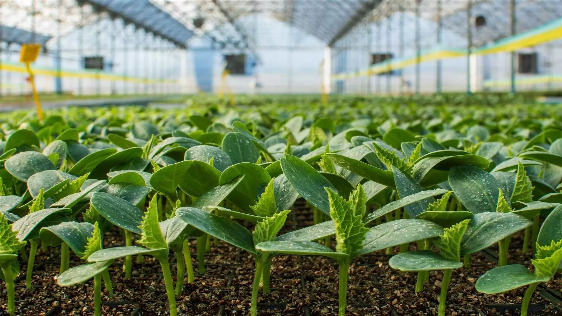 Zaailingen en Jonge Planten