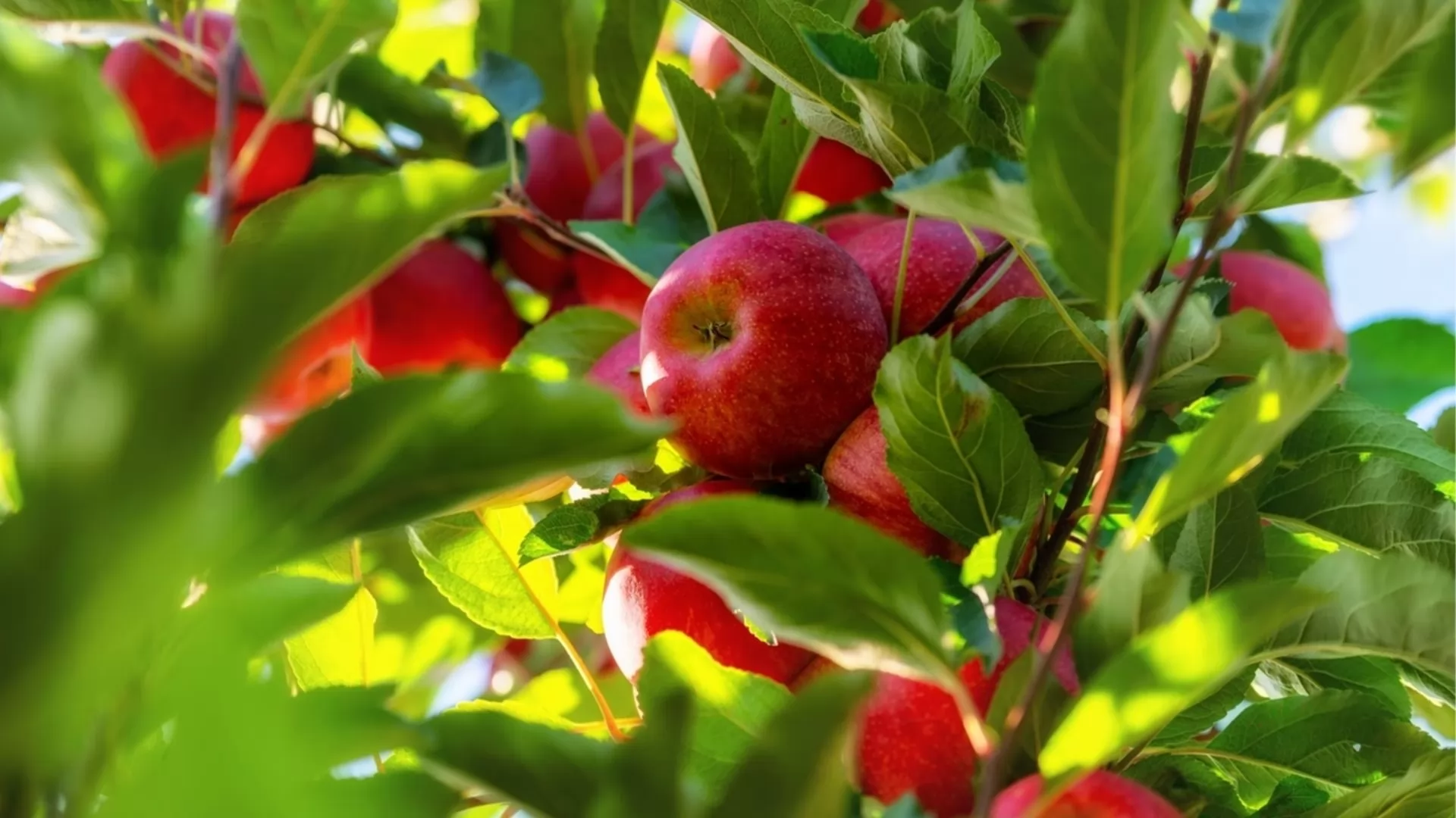 Fruitbomen